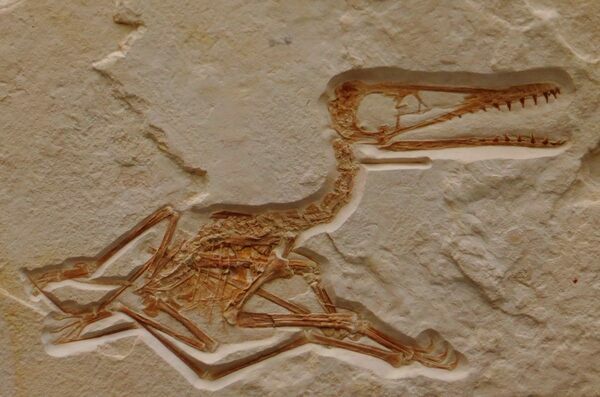 Fossil of a fossil pterosaur. History Museum, Karlsruhe.  Photo by Ghedoghedo.  Creative Commons License